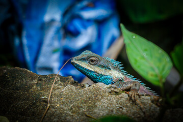 A captivating chameleon thriving amidst Thailand's lush tropical woodlands