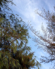 Vibrant green leaves harmonize with the brilliant expanse of the azure sky