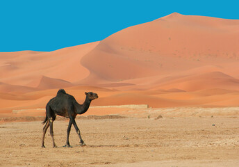 Jeune dromadaire dans les dunes du maroc