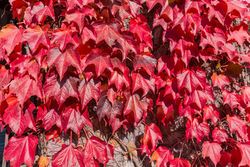 Background of wall tightly overgrown with ivy with red leaves