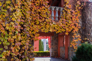 Building facade elements overgrown with ivy with yellow autumn leaves