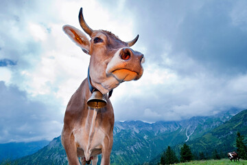 Kuh in den Allgäuer Alpen bei Oberstdorf - obrazy, fototapety, plakaty
