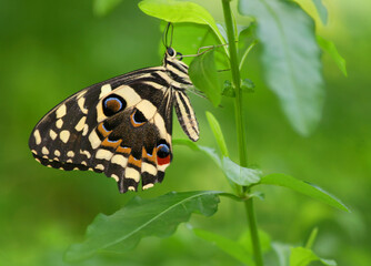 Close up of Colorful Swallowtail Butterfly with Blurred  Green Background  on Green Plant in Indianapolis, IN,USA