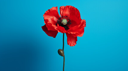 Poppies on a blue background. Floral patterns. Poppy backgrounds.
