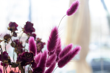 Fluffy Purple House Plant Flowers in sunlight