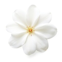 Fototapeta na wymiar Sakura petal isolated on white background Generative Ai