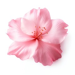 Naklejka premium Sakura petal isolated on white background Generative Ai