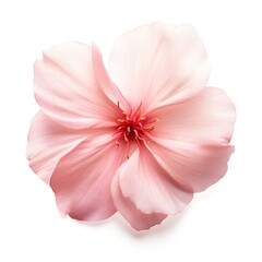 Obraz na płótnie Canvas Sakura petal isolated on white background Generative Ai