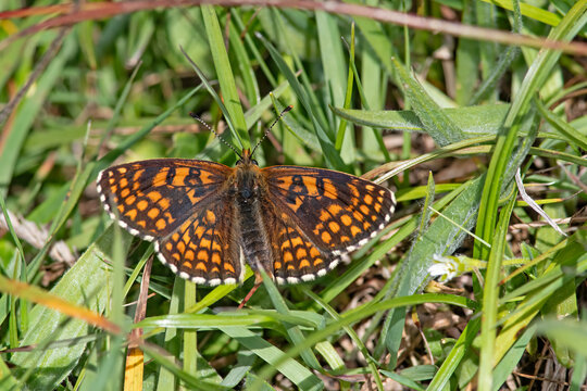Butterfly on green grass. Heath Fritillary, Melitaea athalia