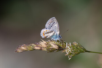 Butterfly on the plant. Common Blue, Polyommatus icarus..