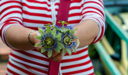 a woman with passiflora flower in the hand - obrazy, fototapety, plakaty