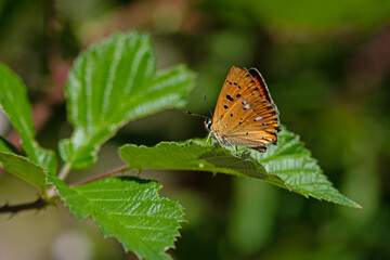 Butterfly on the plant. Balkan Copper, Lycaena candens