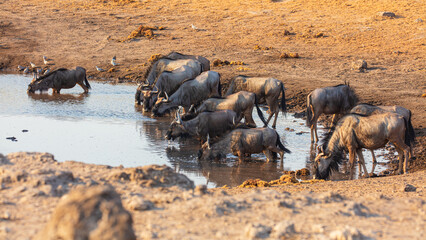 Herd of Blue Wildebeest (Connochaetes taurinus) drinking from a waterhole in Etosha National Park,...