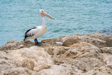 Pelican waiting for fish on the shore