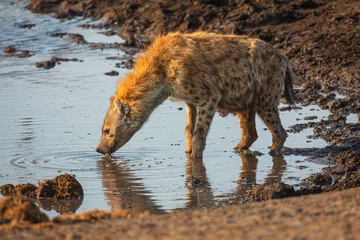  Spotted hyena (Crocuta crocuta) drinking from a muddy well in Etosha National Park, Namibia © Chris