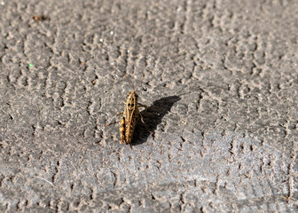 macro of a grass hopper
