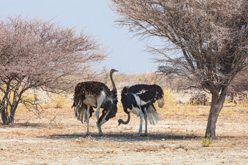 A pair of ostriches (Struthio camelus) takes cover from the scorching sun in the shade of a tree,...