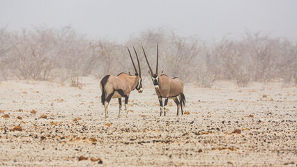 Fototapeta na wymiar Two Gemsboks ((Oryx gazella) during a sandstorm in Etosha National Park, Namibia