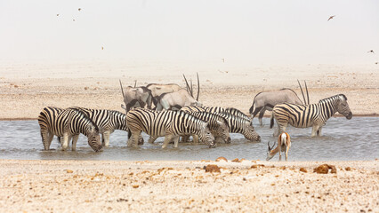 Plains zebras (Equus quagga) and Gemsboks ((Oryx gazella) in waterhole during a sandstorm in Etosha National Park,  Namibia