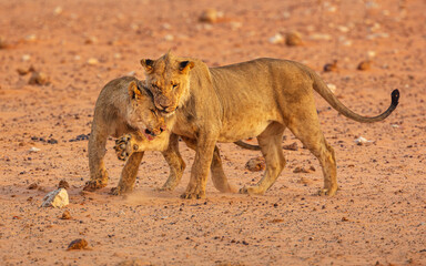 Two playing and playfighting young male Lions ((Panthera leo), Etosha National Park Namibia