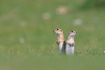 Two squirrels standing in the green grass. Anatolian Souslik-Ground Squirrel, Spermophilus xanthoprymnus