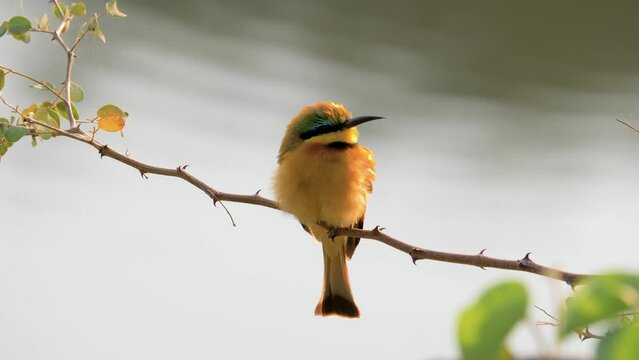 Little bee-eater (Merops pusillus) perched on a branch stretching its wings