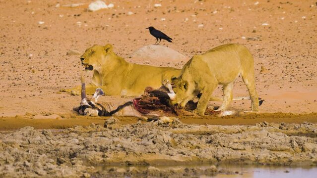 Young male Lion ((Panthera leo) feeding on the carcass of a killed Gemsbok (oryx gazella)