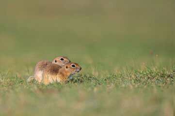Naklejka na ściany i meble Two squirrels on the grass. Anatolian Souslik-Ground Squirrel, Spermophilus xanthoprymnus