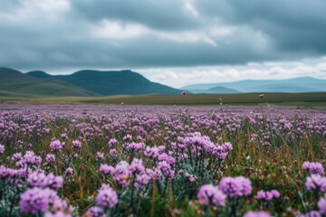Fototapeta premium lavender field in the mountains