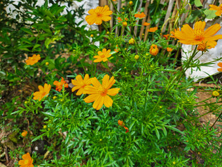 Kenikir sulfur (Cosmos sulphureus)