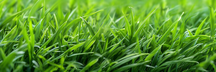 A beautiful macro closeup image of small green natural grass plant bud with water drops on its leaves