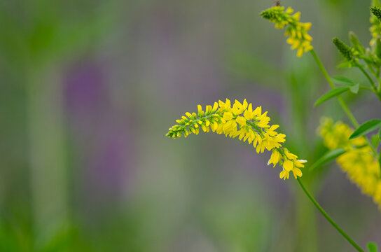 Flowers of Melilotus officinalis is on bright summer background. Blurred background of green. Shallow depth of field.