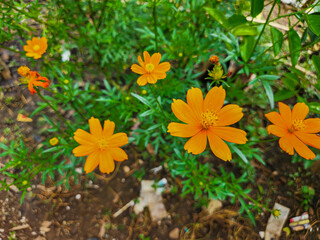 Kenikir sulfur (Cosmos sulphureus)