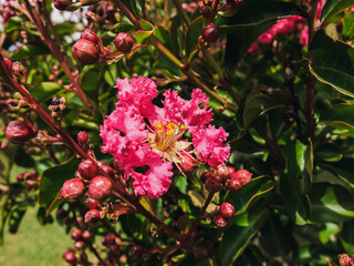 Crepe myrtle