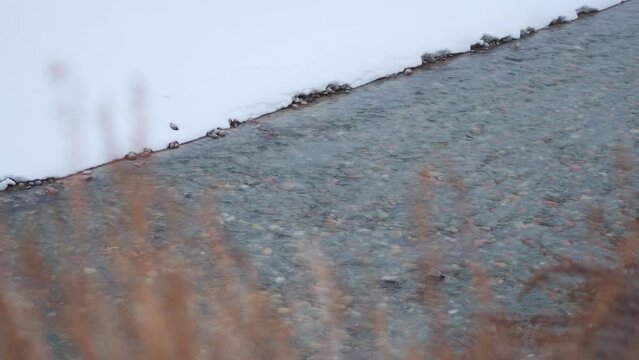 Rack focus shot of dried yellow plants in front of river during the winter season at Jispa in Himachal Pradesh, India.