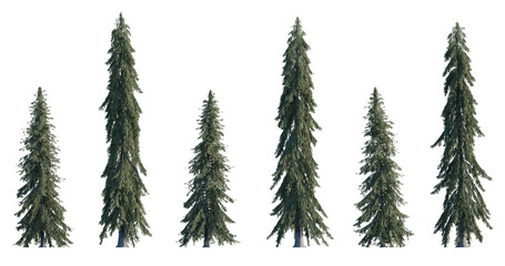 Picea Glauca frontal set (White, Canada, cat, skunk, single, western white, Porsild, black hill...