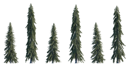 Picea Glauca frontal set (White, Canada, cat, skunk, single, western white, Porsild, black hill spruce) pinaceae needled fir tree medium and big isolated png on a transparent background cutout hd