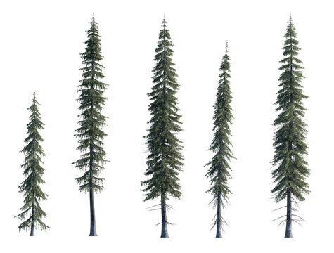Picea engelmannii frontal set (Engelmann spruce, white spruce, mountain spruce) evergreen pinaceae needled fir tree big  isolated png on a transparent background perfectly cutout high res