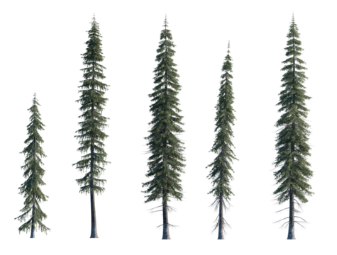 Picea engelmannii frontal set (Engelmann spruce, white spruce, mountain spruce) evergreen pinaceae needled fir tree big  isolated png on a transparent background premium cutout