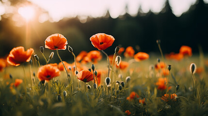 Obraz premium A beautiful, sun-drenched spring summer meadow. Natural colorful panoramic landscape with many wild flowers of daisies against blue sky. A frame with soft selective focus.