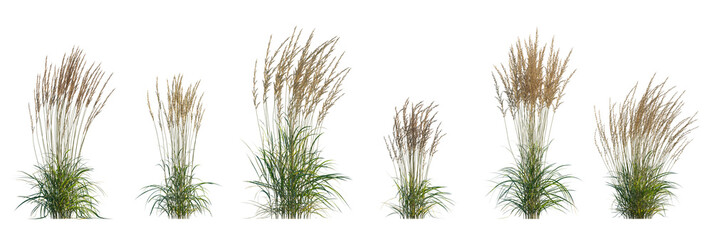 Calamagrostis acutiflora (Karl Foerster) grass set isolated frontal png on a transparent background perfectly cutout high resolution - obrazy, fototapety, plakaty