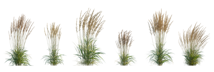 Calamagrostis acutiflora (Karl Foerster) grass set isolated frontal png on a transparent background premium cutout high resolution
