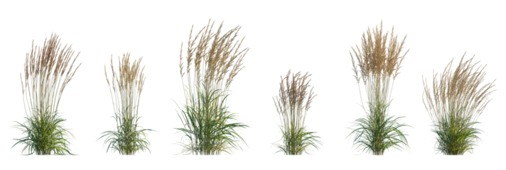  Calamagrostis acutiflora (Karl Foerster) grass set isolated frontal png on a transparent background perfectly cutout high resolution © Roman