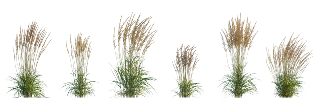 Calamagrostis acutiflora (Karl Foerster) grass set isolated frontal png on a transparent background premium cutout high resolution