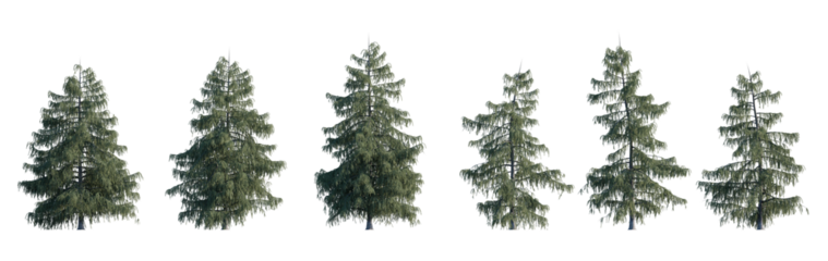 Picea breweriana frontal set (Brewer spruce, Brewer's weeping spruce, weeping spruce) evergreen pinaceae needled fir tree medium isolated png on a transparent background premium cutout high res