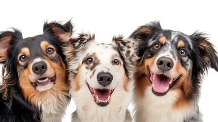 A banner with portrait of three happy border collie dogs on a white background. Studio photo with puppies.