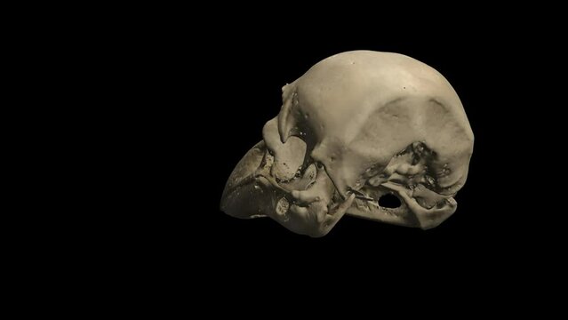 3D rotating skull of a craven head in transparent background