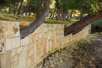 A coastal wall built around already growing pine trees. Kasteja Forest Park - Park Suma Kasteja -...