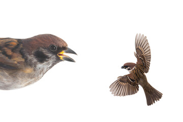  sparrows flies isolated
