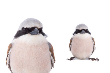 Red-backed Shrike isolated